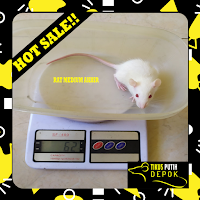 tikus putih rat medium akhir bekasi