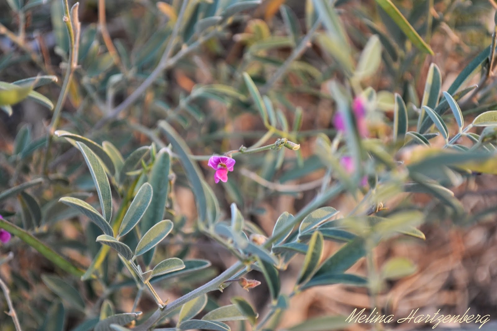 Livingplantworld Could Be Family Leguminosae Genus Tephrosia Species livingplantworld-could-be-family-leguminosae-genus-tephrosia-species