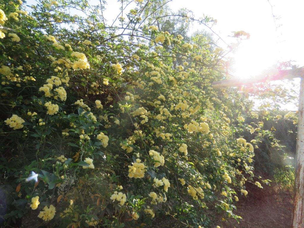 memorable meanders Glorious Banksia Rose