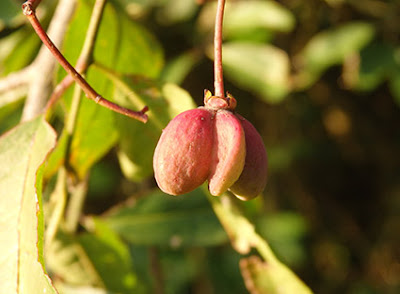 Bonetero (Euonymus europaeus)