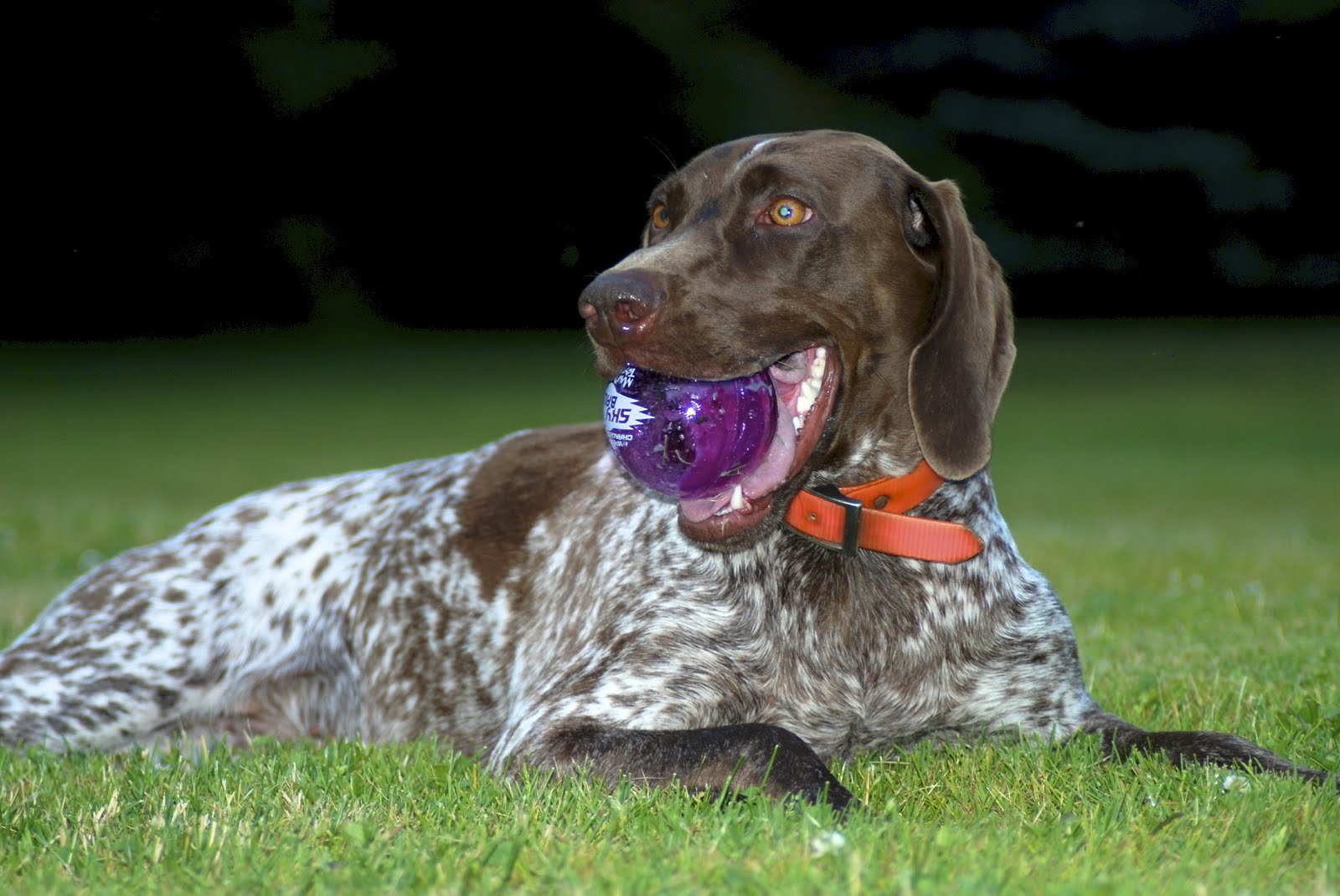Adventures of a GSP Hunting Dog New Star Outfielder
