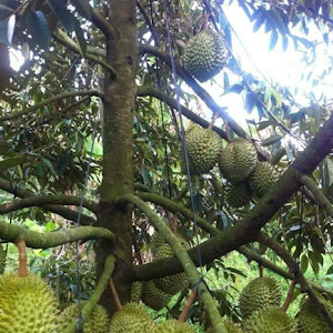 Bibit Durian Bawor