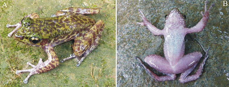 Species New to Science [Herpetology • 2015] Odorrana lipuensis • A New