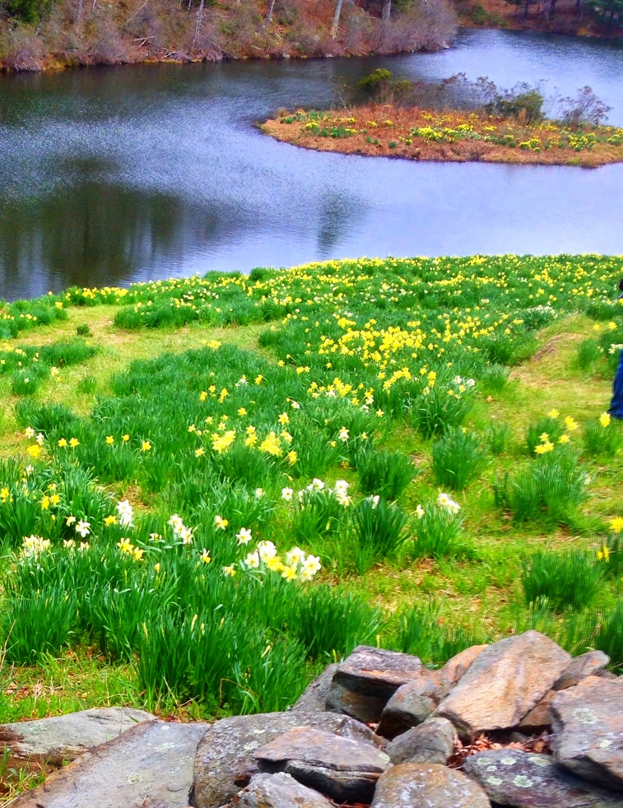 hitdataft DAT! Catch the Early Bloom! Daffodils on Wigwam Road