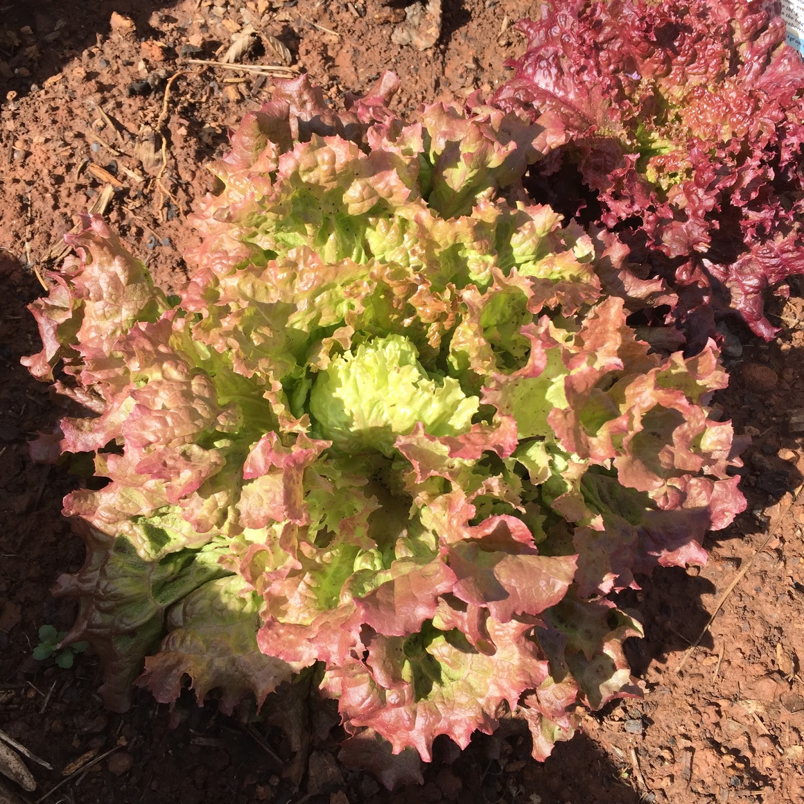 Windy Acres Diary Let Us Plant Lettuce