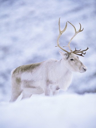 Nazli Rainflower Journey of White ReindeerGoing the Distance