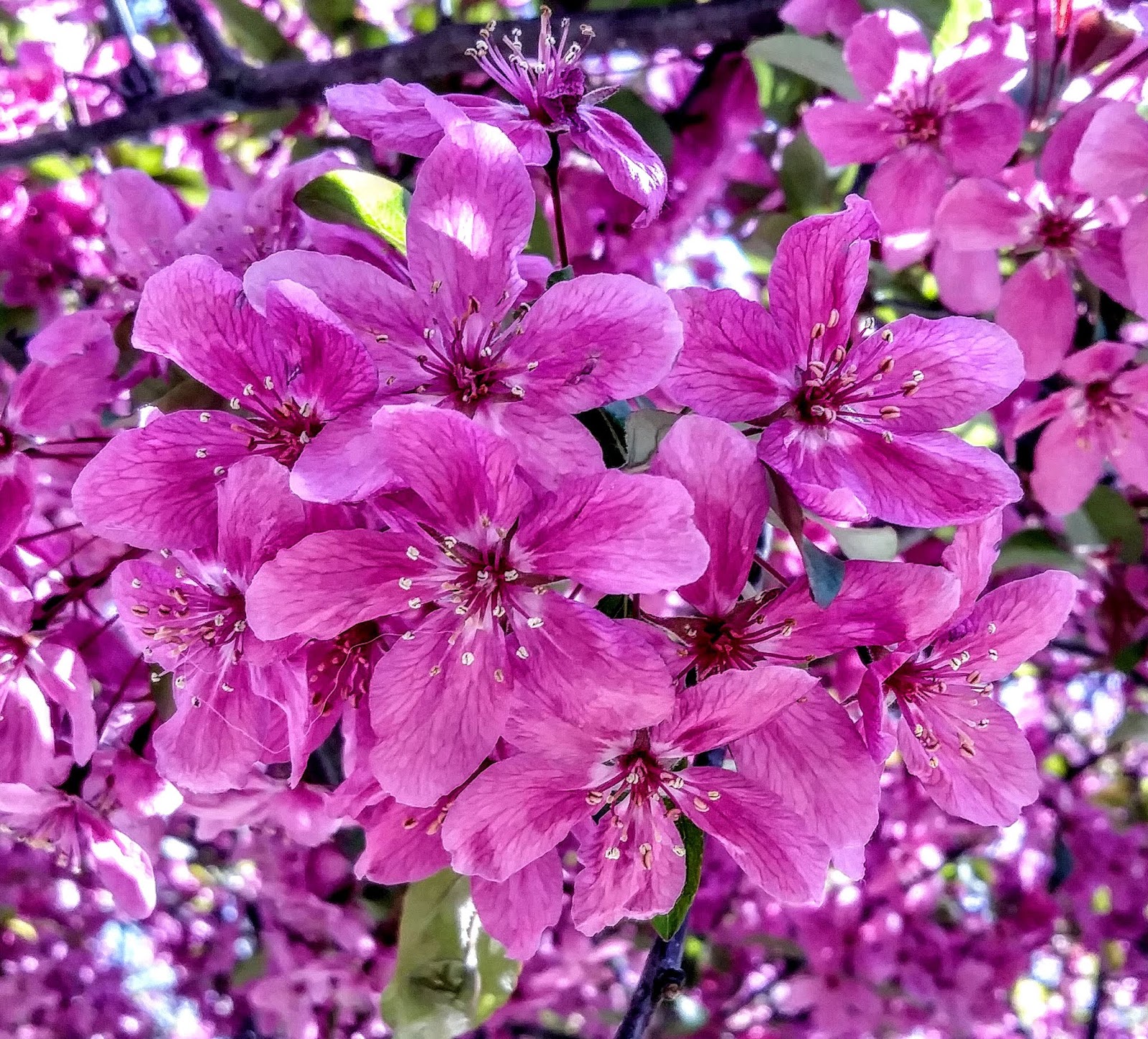 KC Photog Blog Spring Flowers