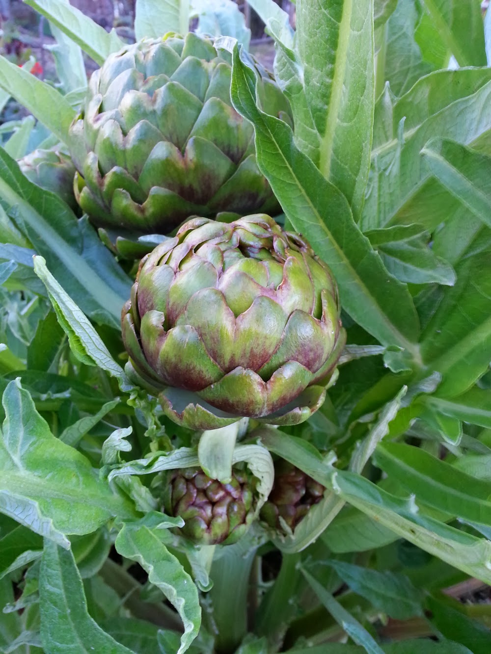 Fresh Earth Food Store Organic Sustainable Living Blog Its Artichoke