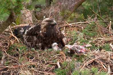 SGA latest news photo