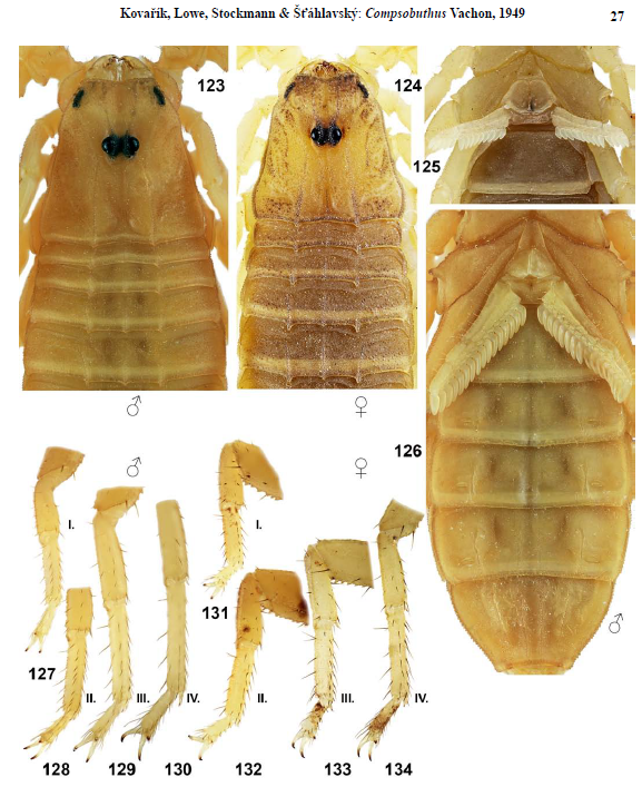 The Scorpion Files Newsblog Two new species of Compsobuthus from North