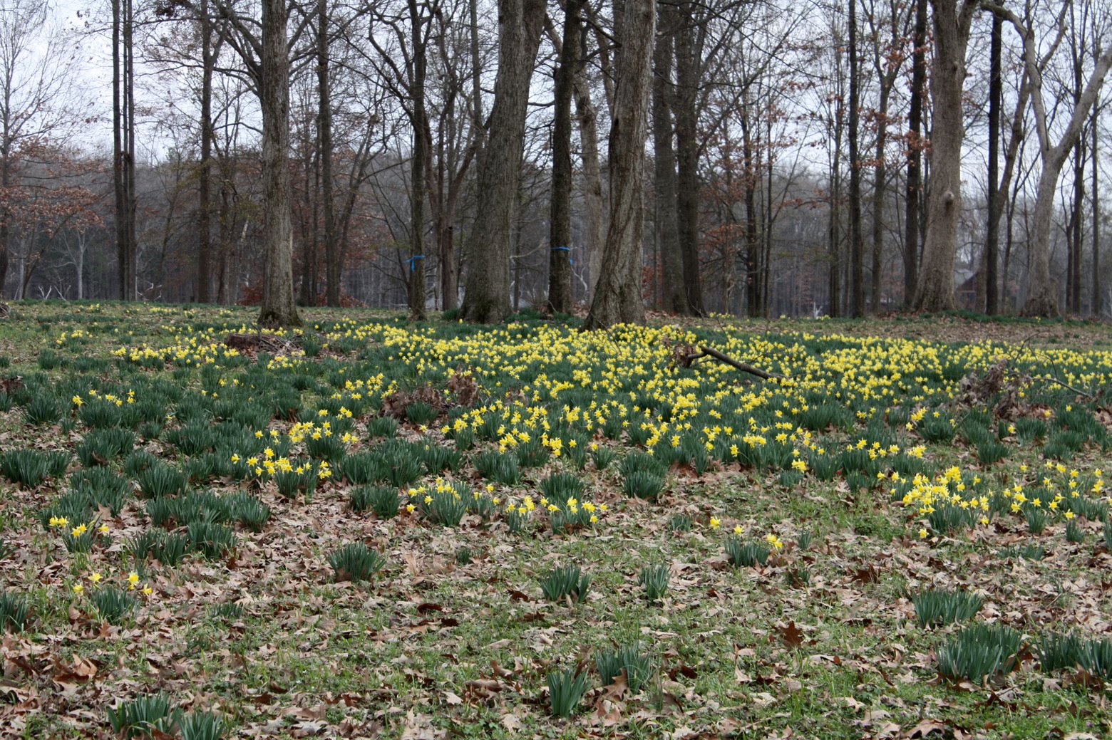 Southern Lagniappe The Jonquils are Blooming!