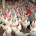 Autoridades dicen el pollo se vende entre 70 y 72 pesos en promedio.
