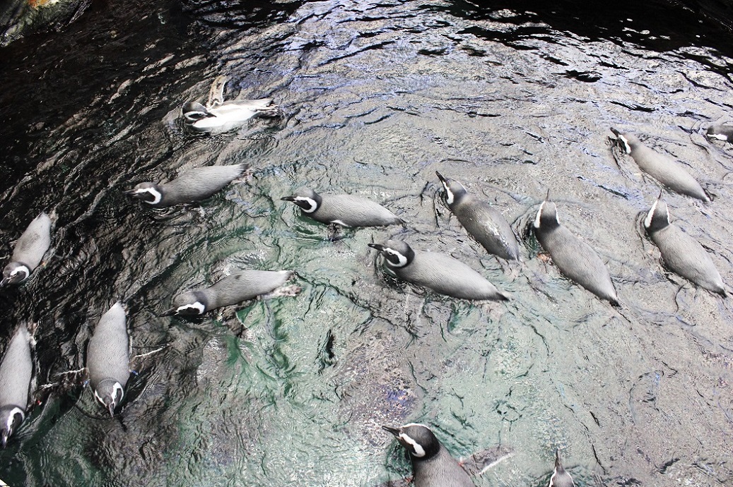 tučňáci v oceanáriu v Lisabonu