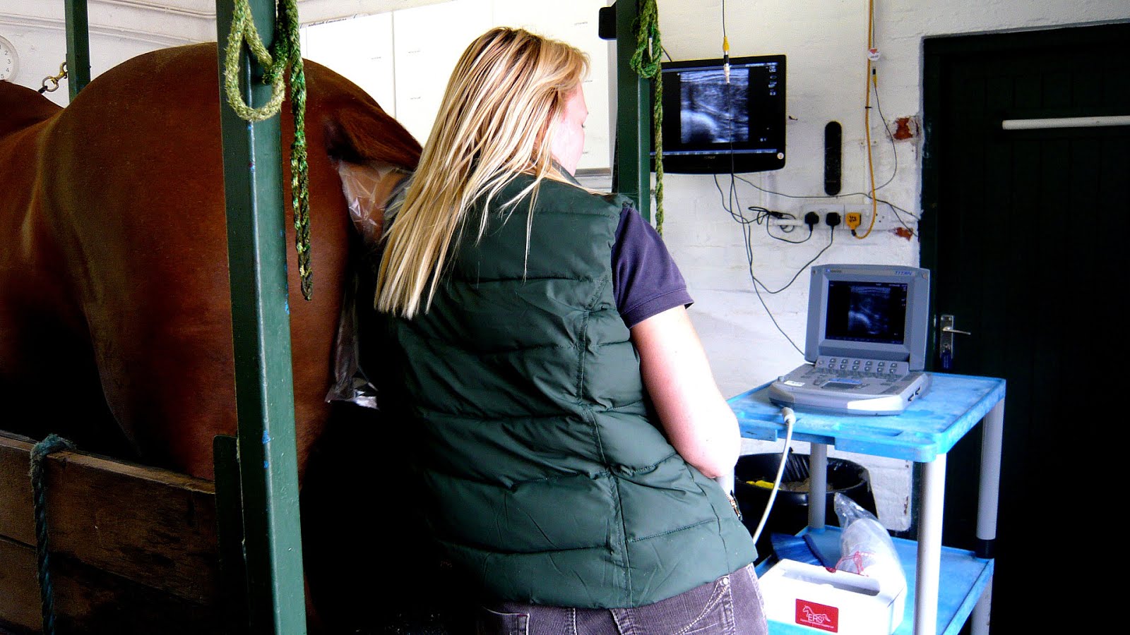 Horse colic Horse Ultrasound Horse Choices