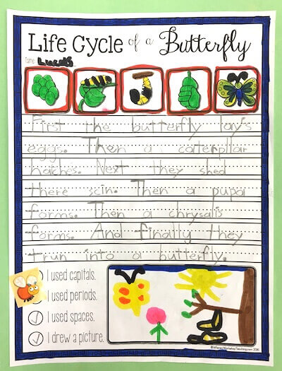 Essay about life cycle image