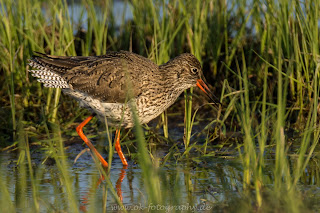 Rotschenkel Ochsenmoor Naturfotografie Nikon Olaf Kerber