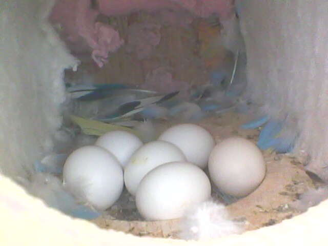 6 Huevos
