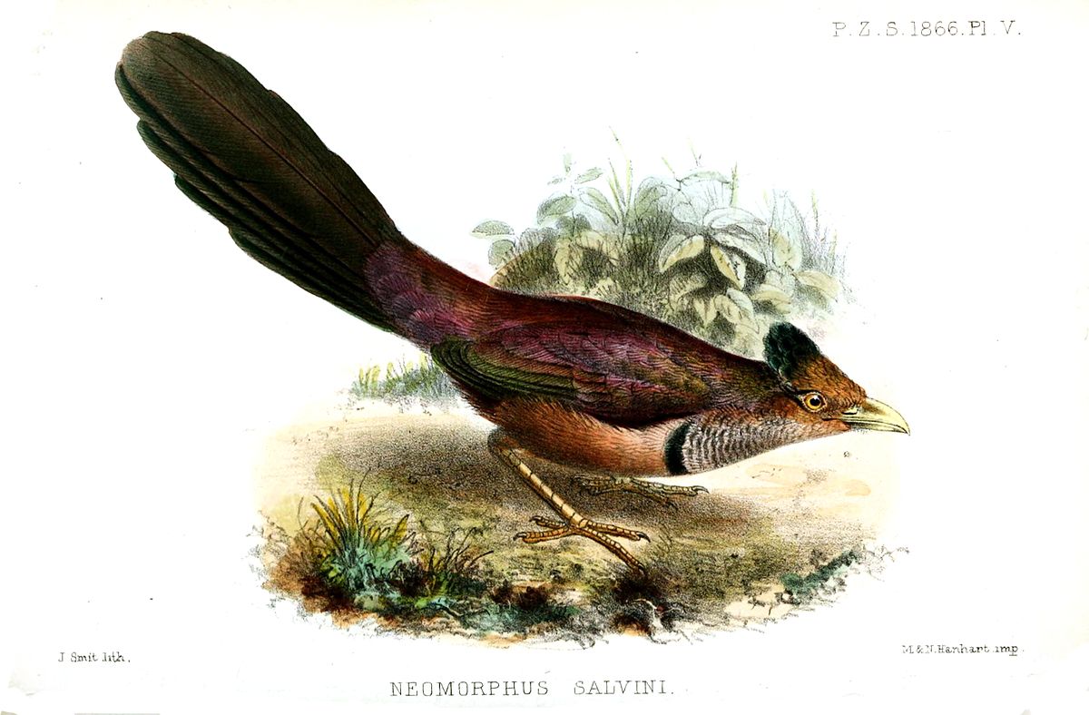 Jacu-Estalo (Neomorphus geoffroyi)