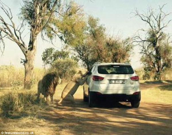 Horrifying Moment American Tourist was killed by Lion Safari in South Africa!