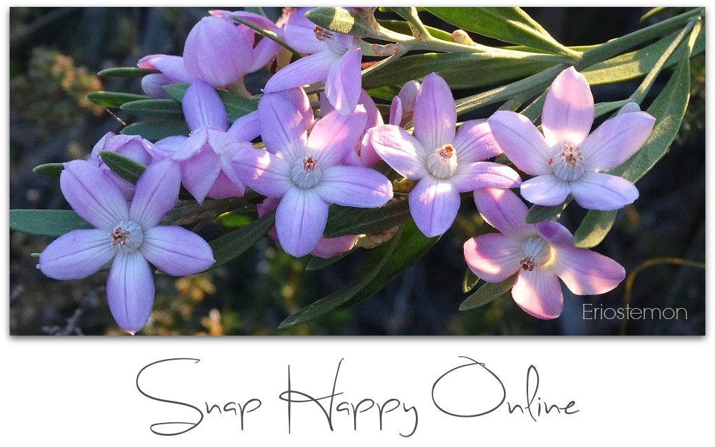 Snap Happy Online 
