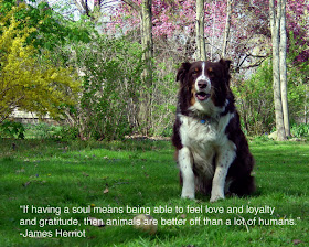 Chuck's Fun Page 2: Animal Quotes