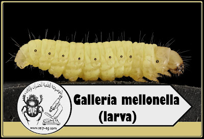  Galleria mellonella larva