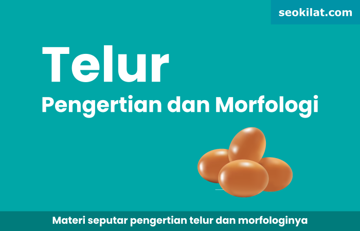 pengertian telur pengertian telur