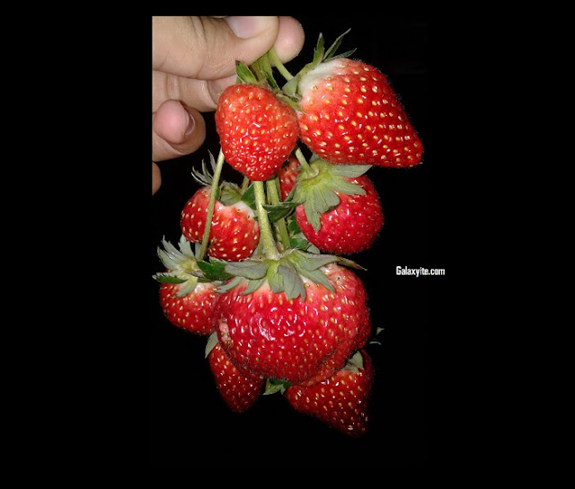 Cara Merawat Tanaman Strawberry agar Cepat Berbuah