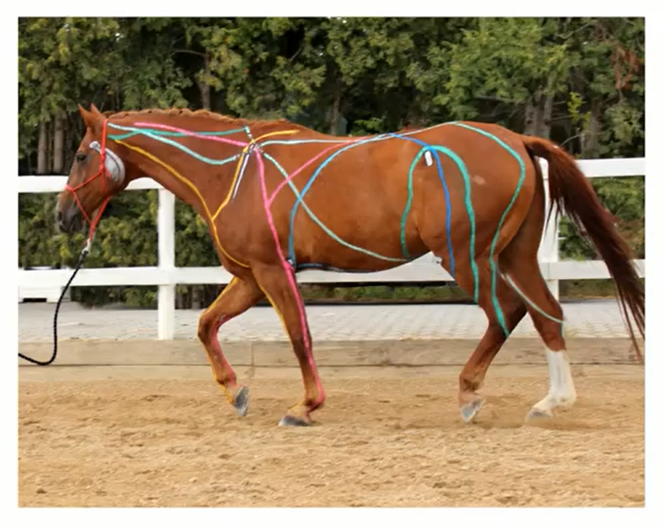 Les lignes myofasciales et le Tellington TTouch Myofascial lines and TTouch Bienêtre et