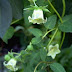 Cây hoa dây  leo Codonopsis pilosula