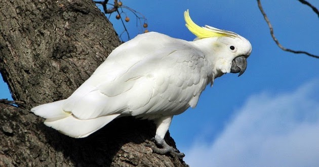 Kumpulan Mewarnai Gambar Burung Kakak Tua - Aneka Mewarnai