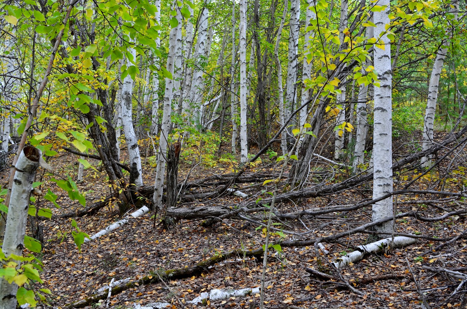 Березы в индии