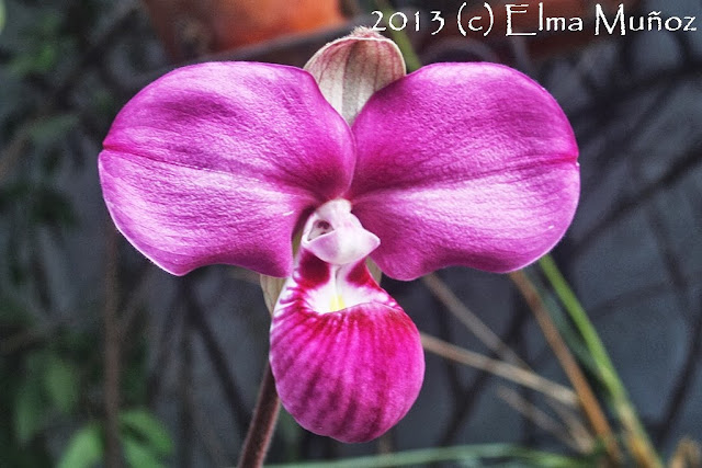 Phragmipedium peruvianum (syn kovachii) foto de la flor