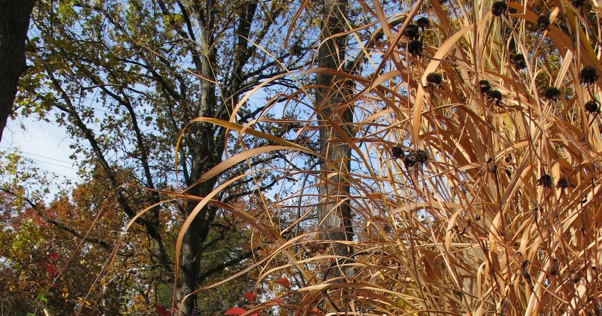 Library Children S Garden Itea Virginica Little Henry