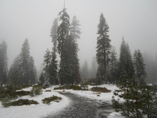 sequoia california national usa park october