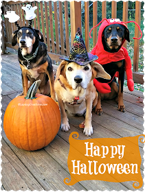 3 dogs dressed up for Halloween