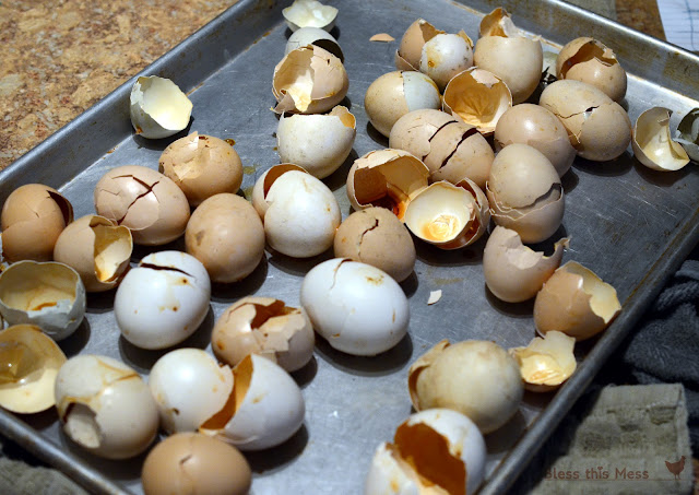 Eggs Shells for Chickens: Oyster Shell Replacement