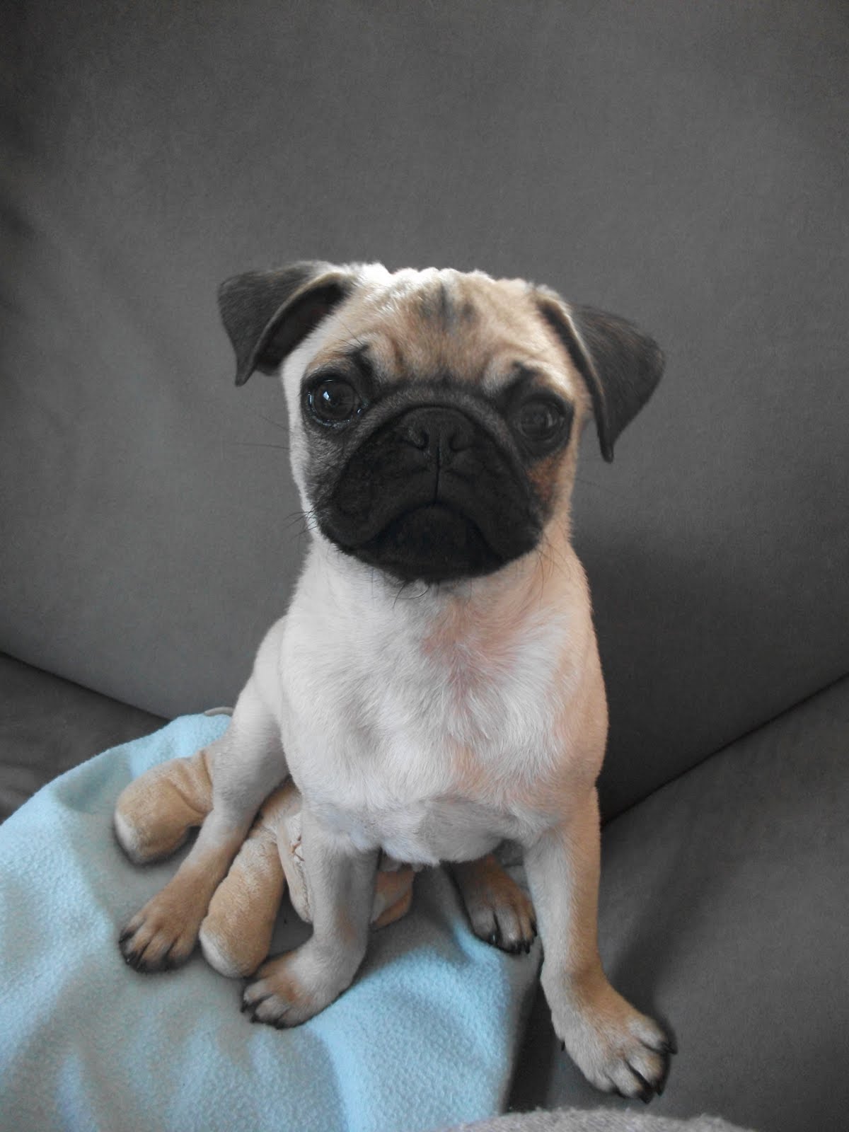 Ich und meine kleine Welt :D: Mein Mops :D