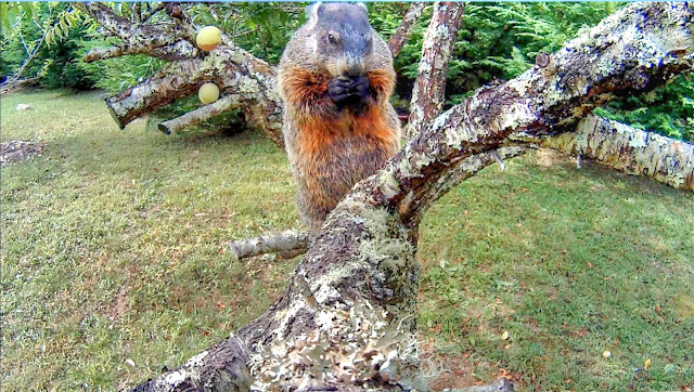 Groundhogs  Climbing Trees