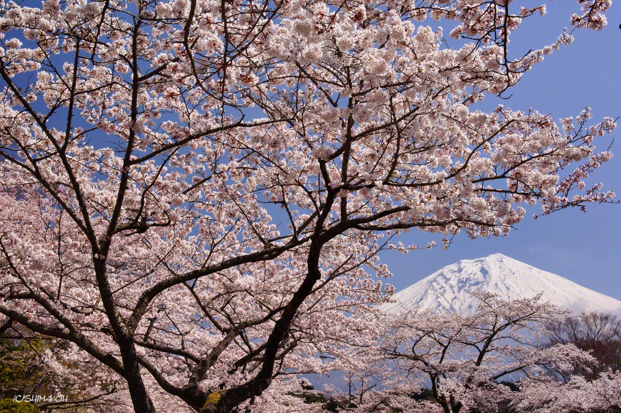 島野孝一 富士桜自然墓地公園の桜