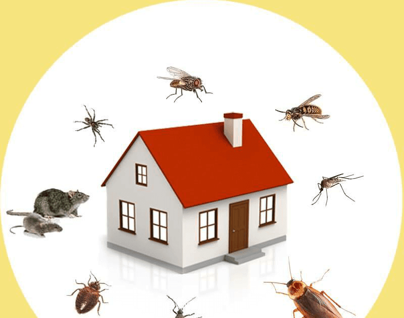 Pest Control Market Global Demand, Supply and Research Synopsis 2020 to