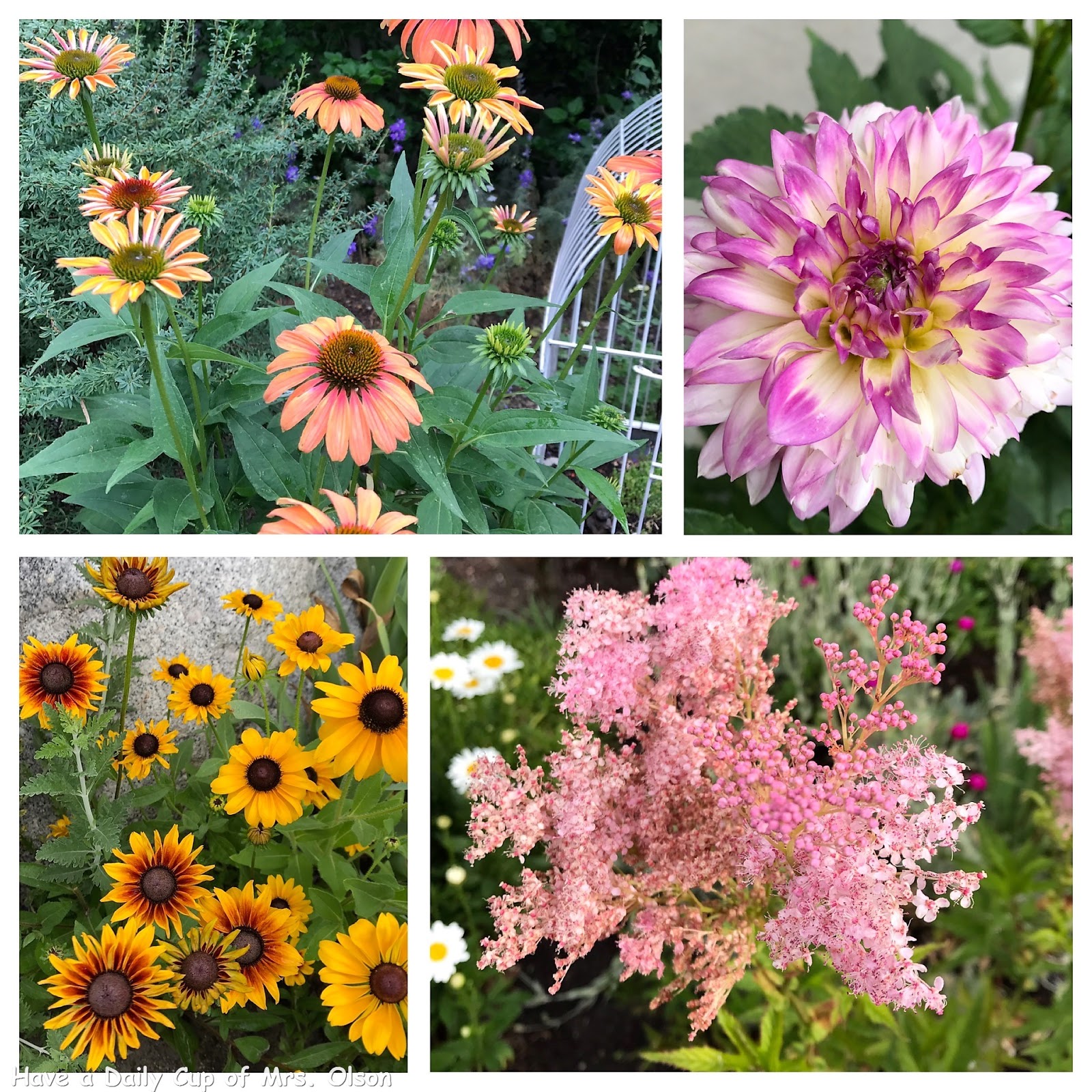 Garden Critic. . . - Have a Daily Cup of Mrs. Olson