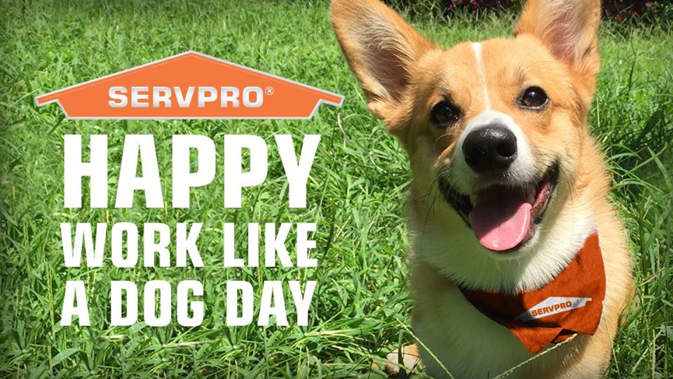 Work Like a Dog Day Work Like a Dog Day