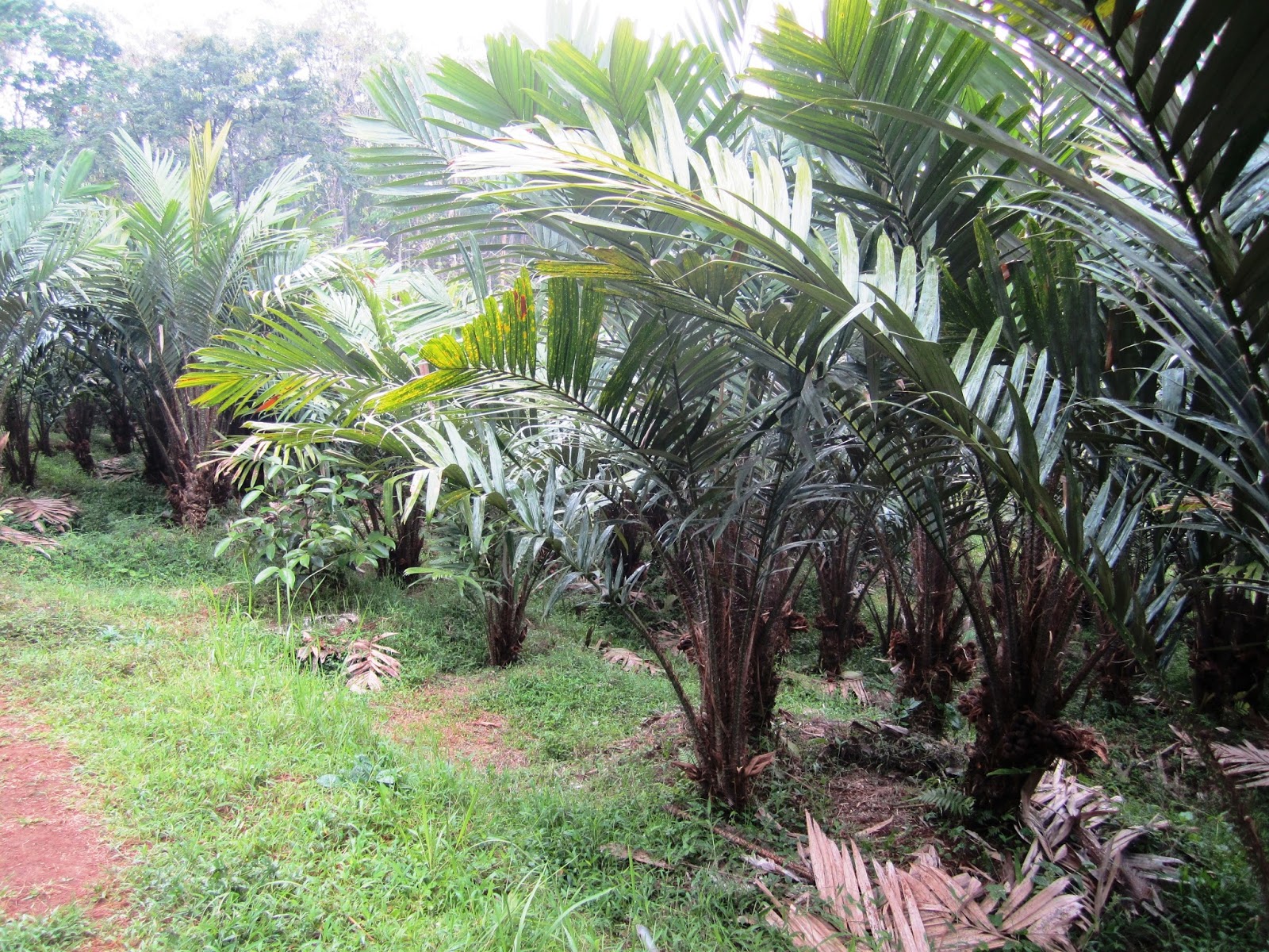 jombang city guide: Main ke Kebun Salak Wonosalam