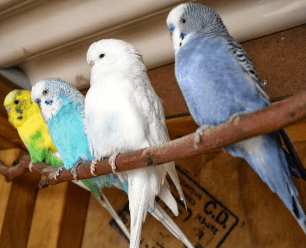 Parkit Holland Jenis Burung Parkit Paling Disukai Satriahewan Com