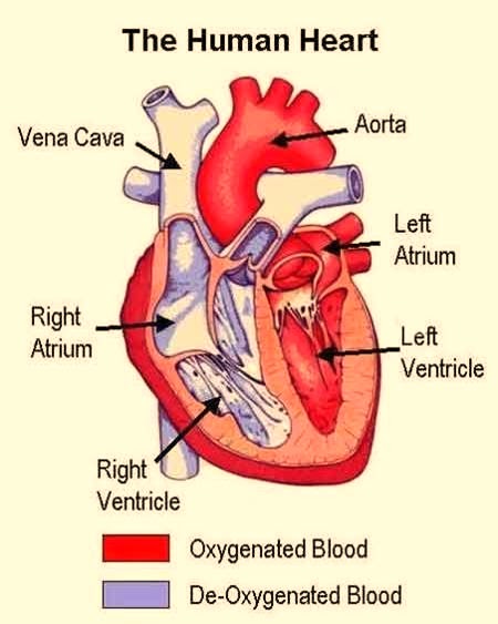 Days at NY: Circulatory System