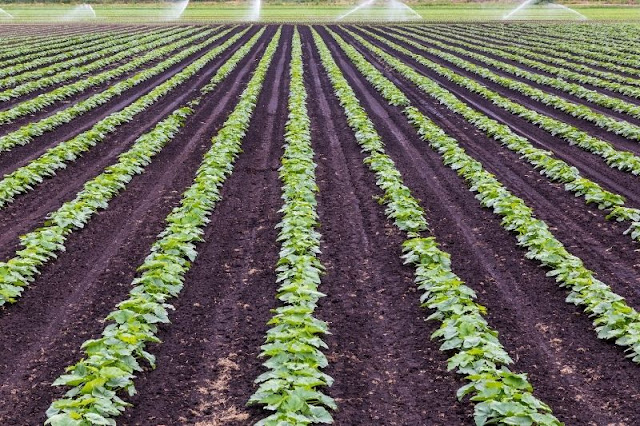 Cultivo de regadío en España