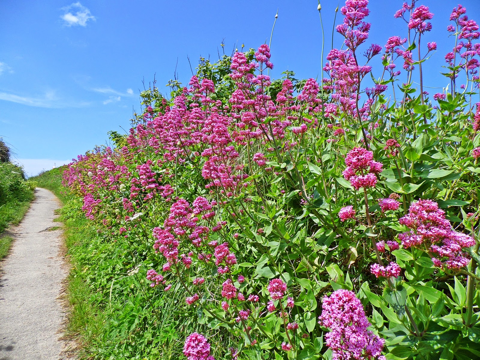 random-jottings-flowers