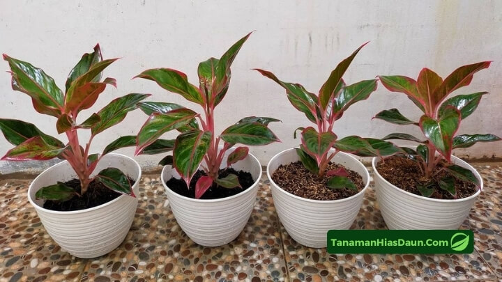 Harga Aglaonema Lipstik Harga-Aglaonema-Lipstik