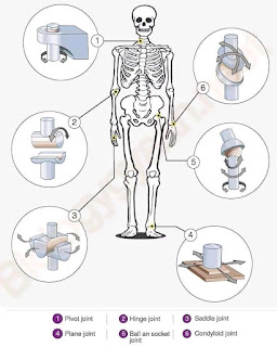 Classification of Joint